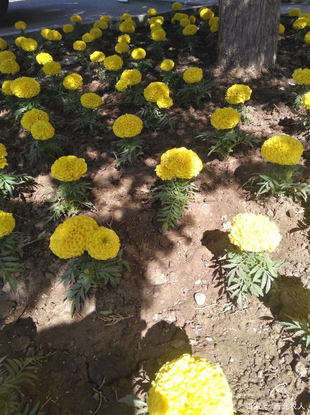 一年生花卉,多年生花卉植物有哪些  第2張